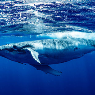 Il ritorno della balena blu