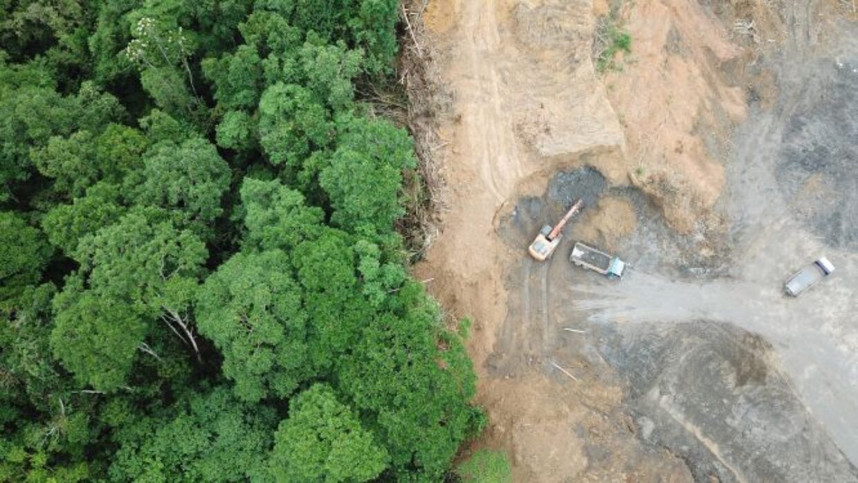 Le abitudini alimentari portano alla perdita di 4 alberi ogni anno